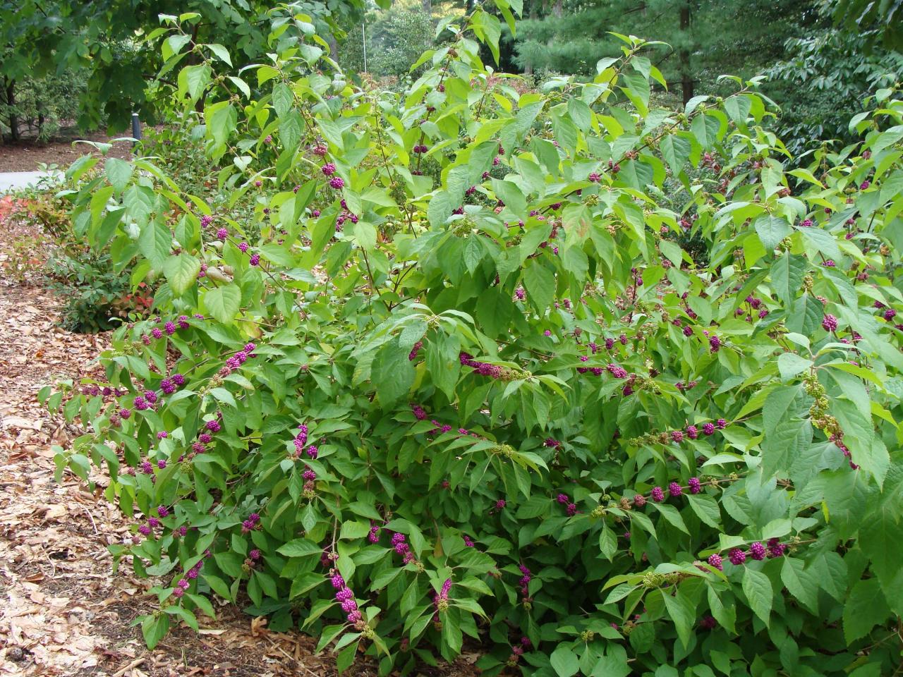 10 American Beauty Berry Benefits