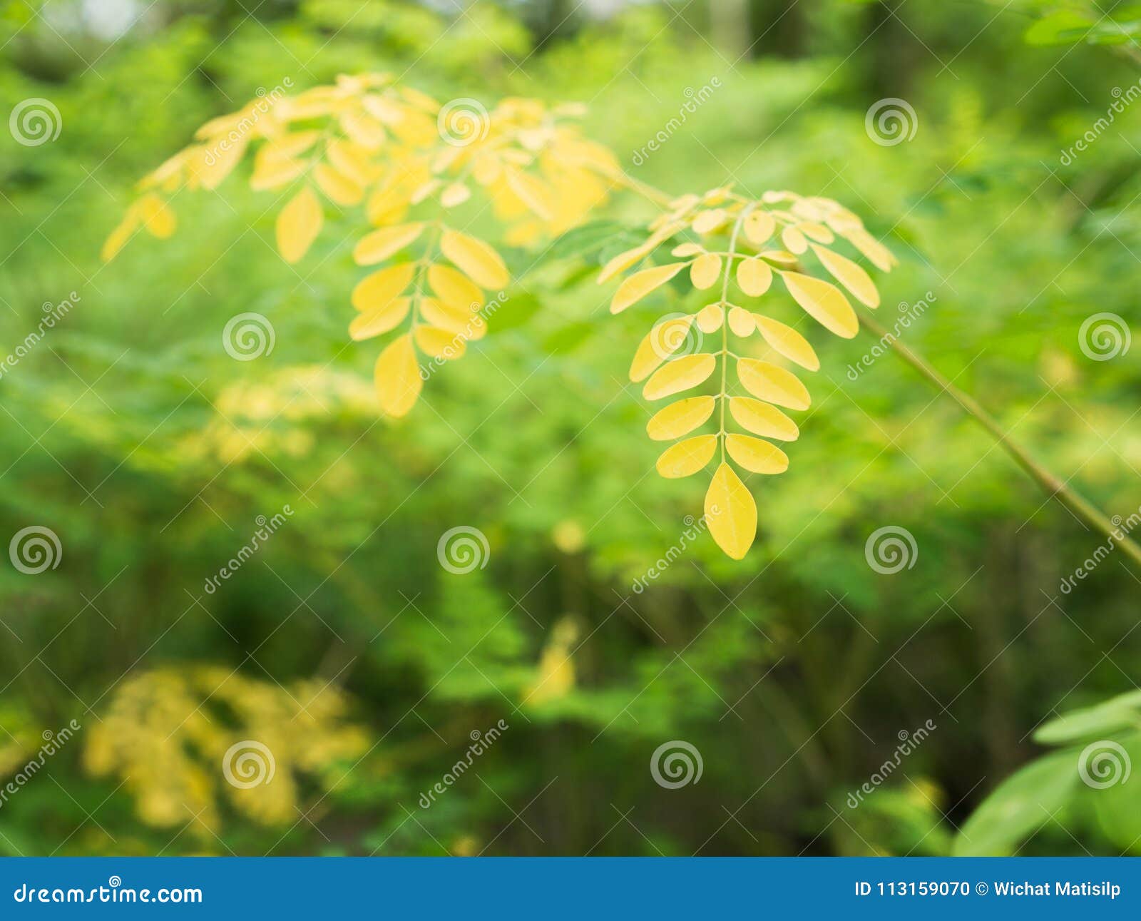 10 Horseradish Tree Leaves Uses Daily