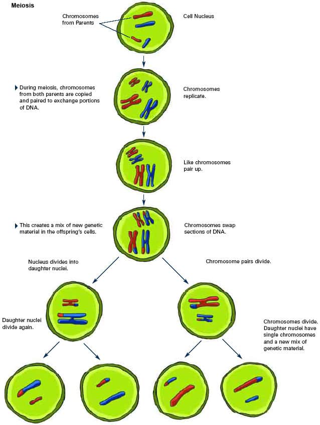 11 Meiosis Benefits To Unlock Genetic Success