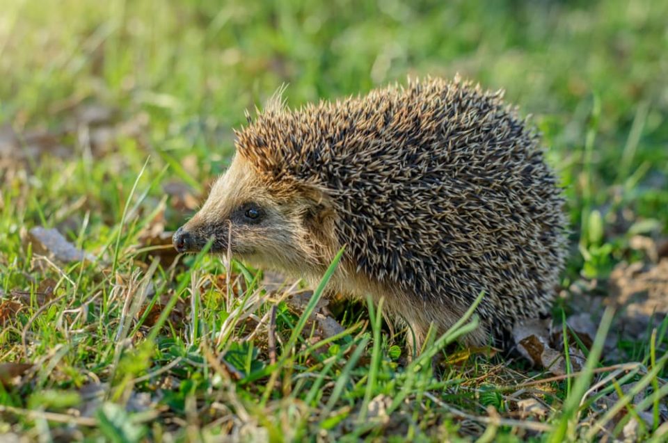 37 Hedgehog Facts For Kids Little Passports