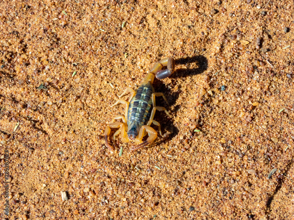 African Striped Bark Scorpions Uroplectes Vittatus For Sale