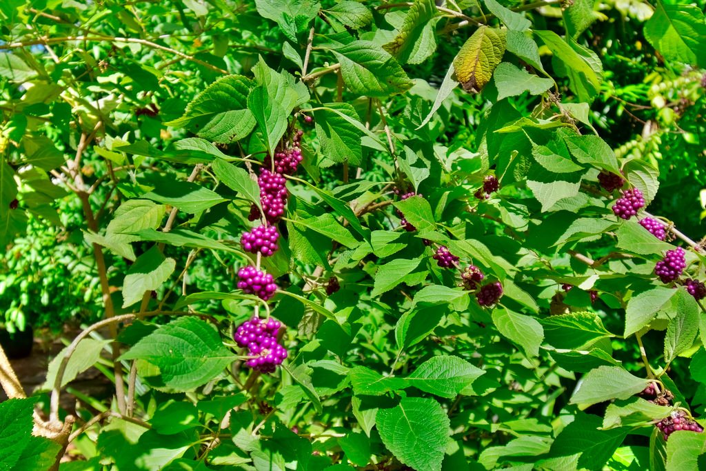 American Beautyberry Callicarpa Americana A Florida Keys Favorite