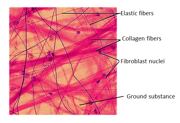 Areolar Connective Tissue