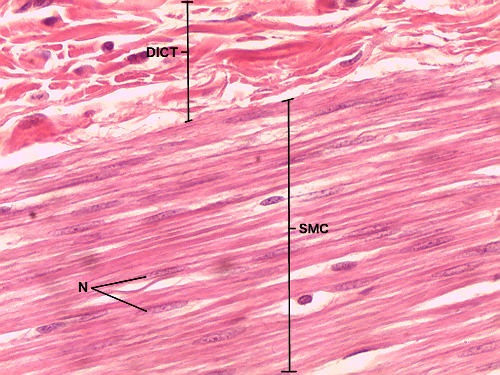 Areolar Tissue 40X Labeled Fibroblasts Google Search Anatomy