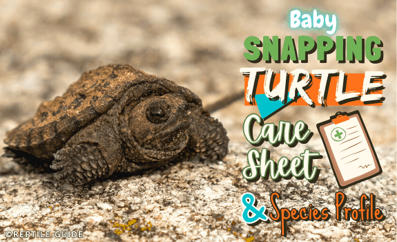 Baby Snapping Turtle Care Guide Species Profile