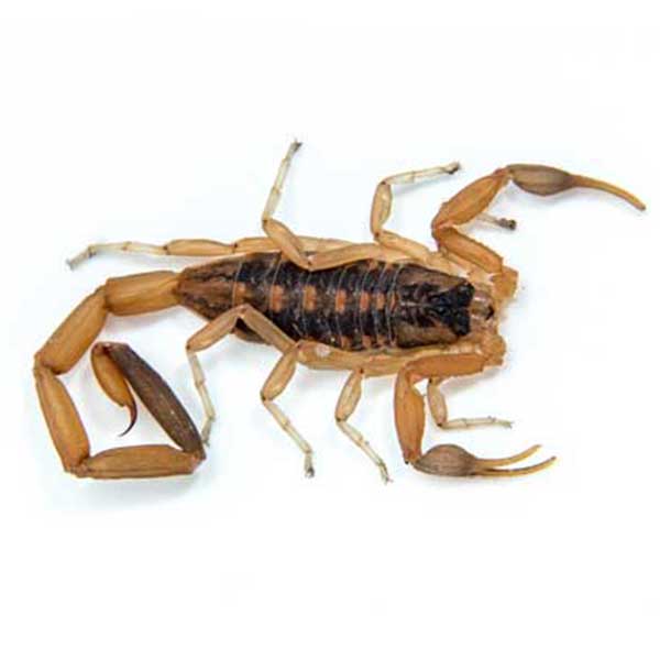 Bark Scorpion Catseye Pest Control