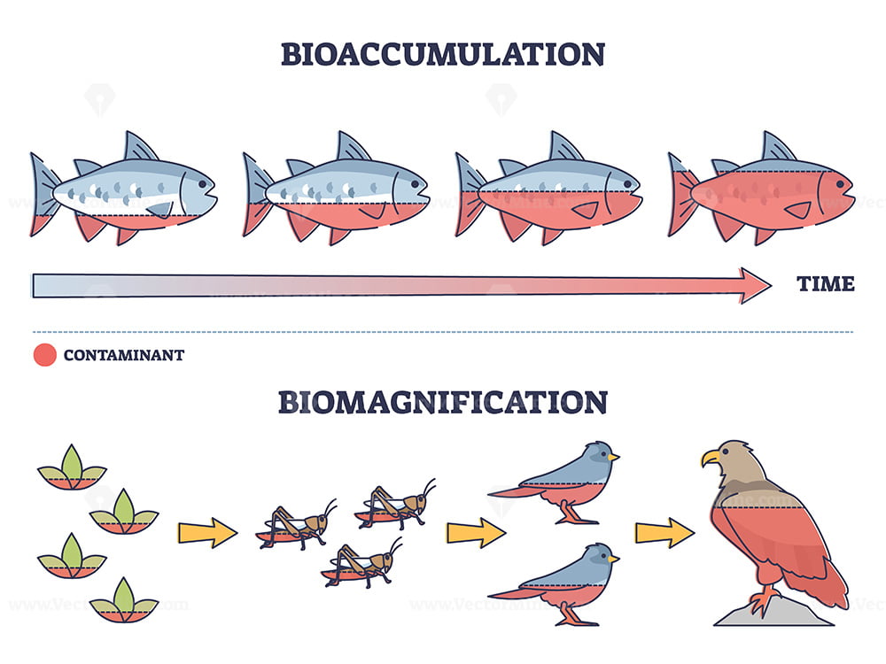 Biomagnification: Toxic Impact Explained