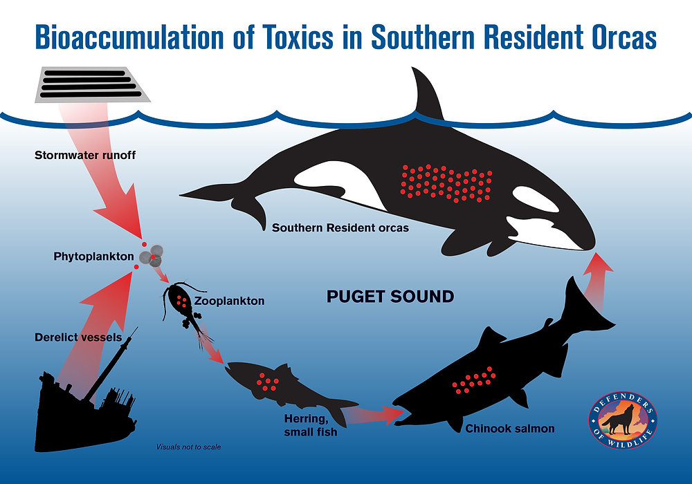 Biomagnification Vs Bioaccumulation