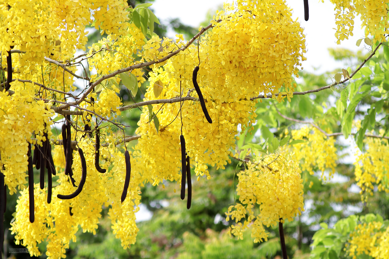 Cassia Fistula Golden Shower Tree