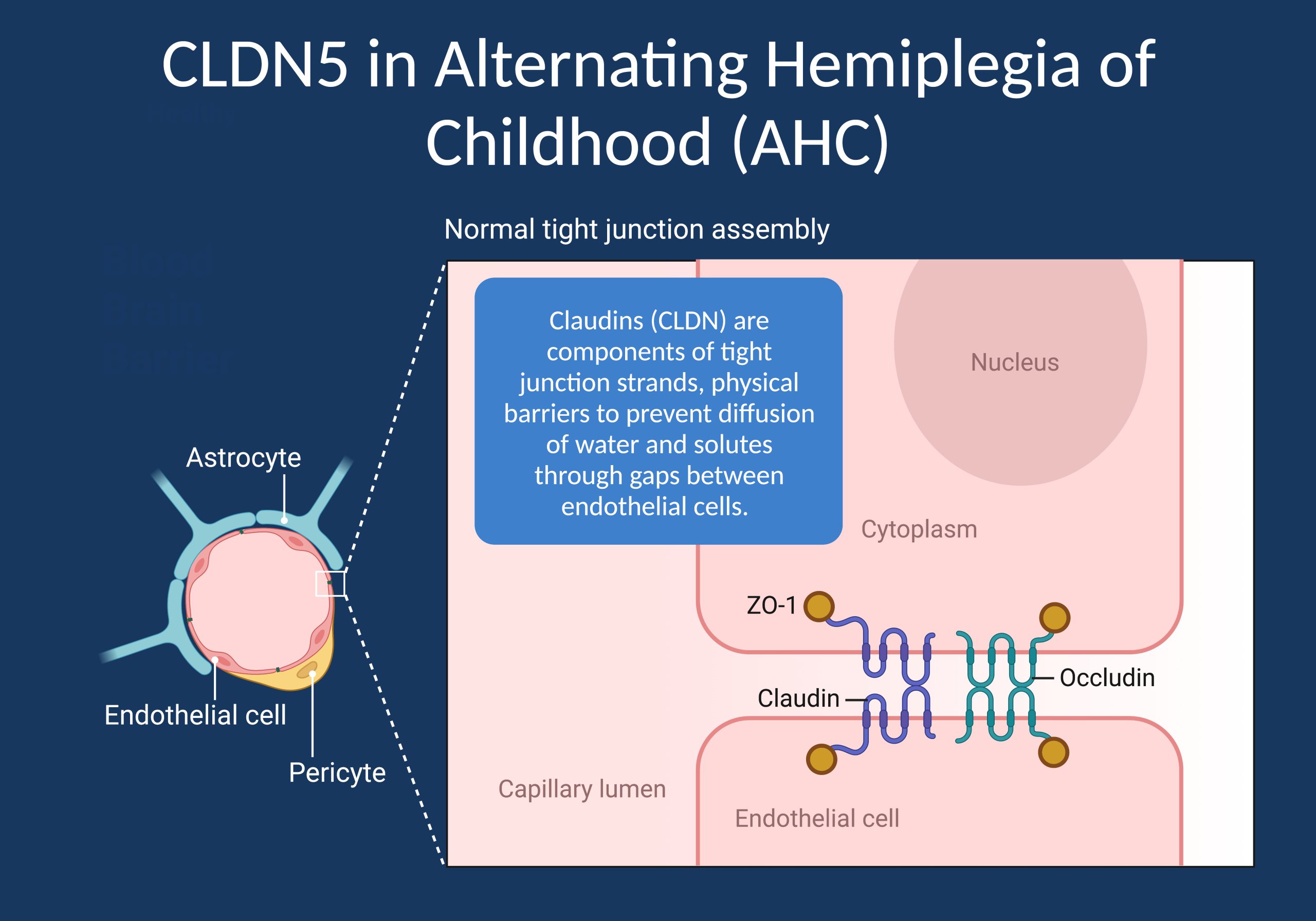 Cldn5 The Blood Brain Barrier And Alternating Hemiplegia Of Childhood