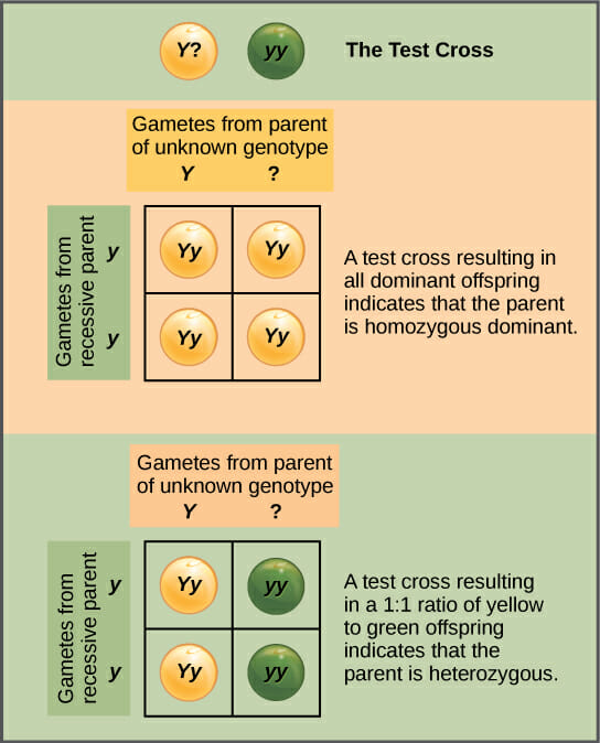 Dihybrid Cross Definition Examples And Quiz Biology Dictionary