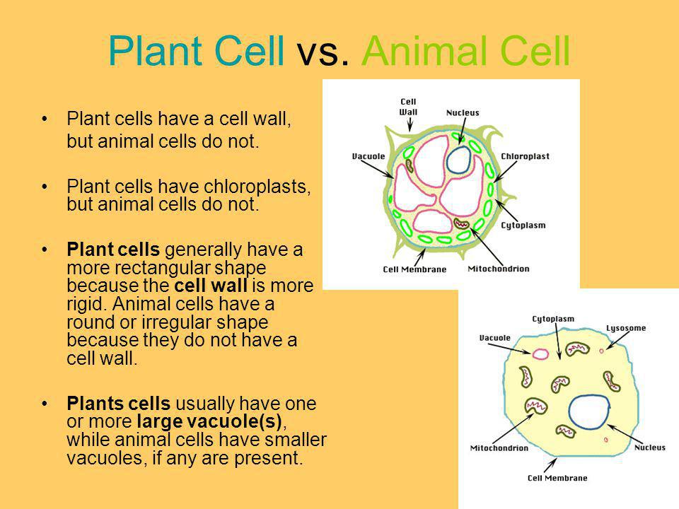 Does An Animal Cell Have A Cell Wall