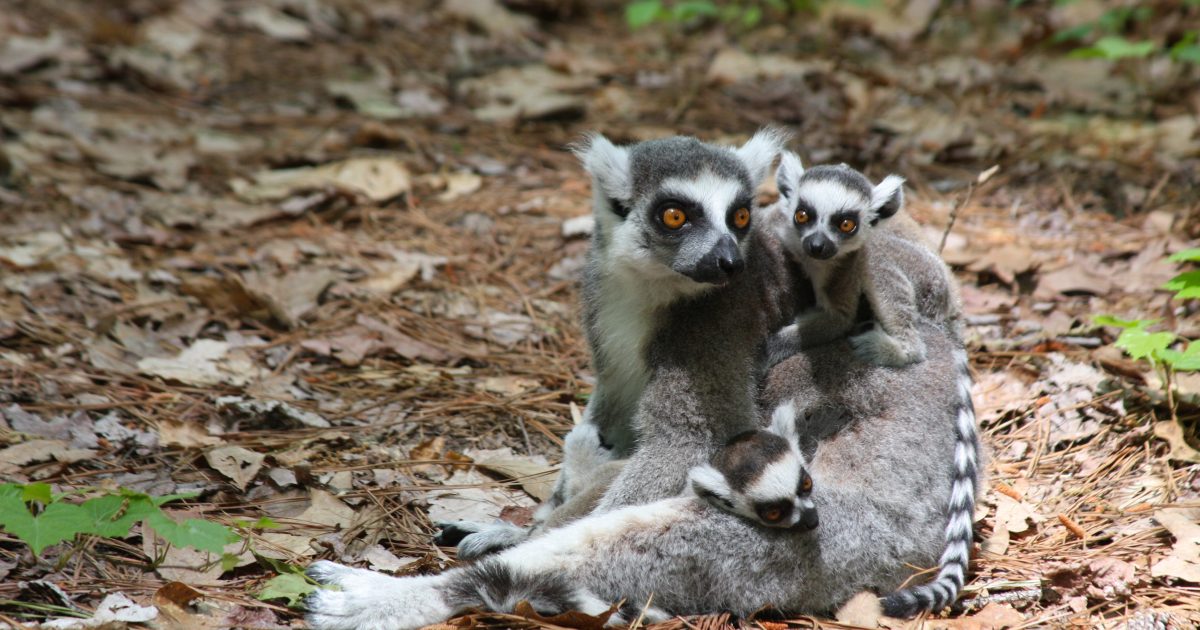 Durham Lemur Center