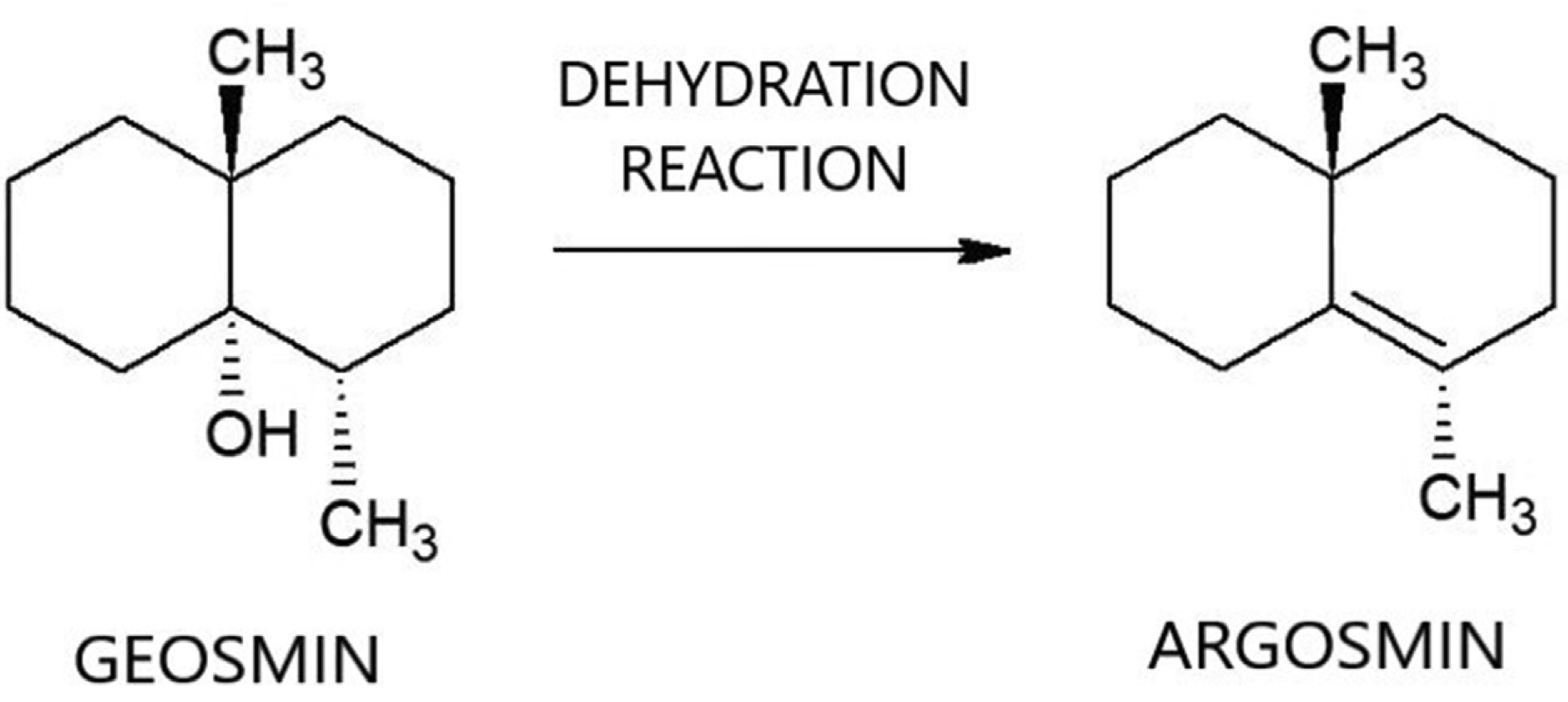 Geosmin Reduction By Algaecide Application Earthtec