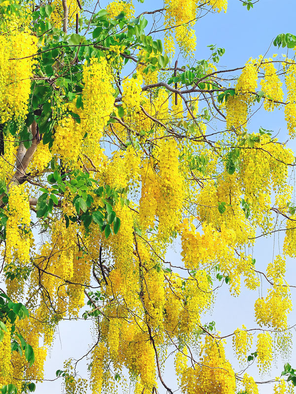 Golden Shower Tree Cassia Fistula Urban Tropicals