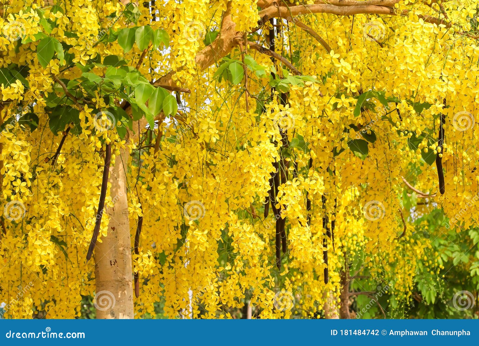 Golden Shower Tree Or Colorful Yellow Cassia Fistula Blooming