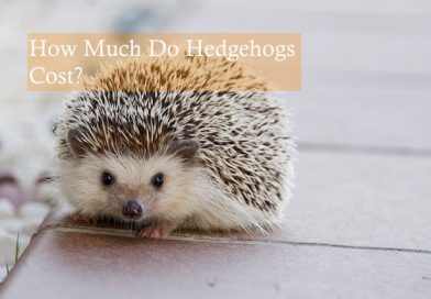 Hedgehogs Live: Average Lifespan Answers