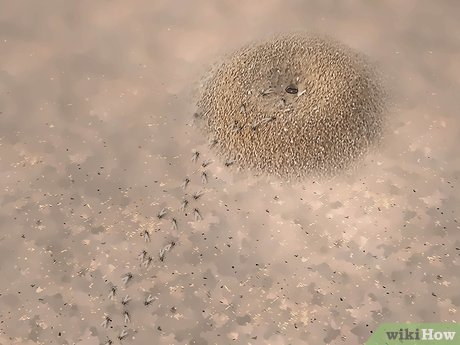 How To Kill Flying Ants 12 Steps With Pictures Wikihow