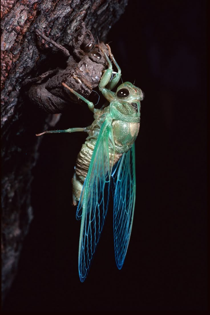 Illinois Natural History Survey Summer Cicadas