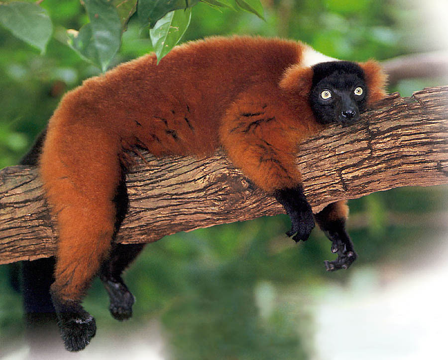 Lemur Red Ruffed