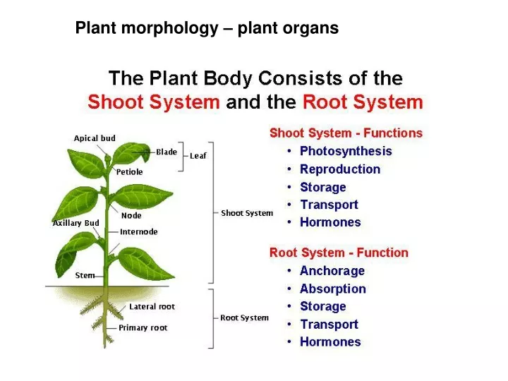 Plant Organs Snc2d Ppt Download