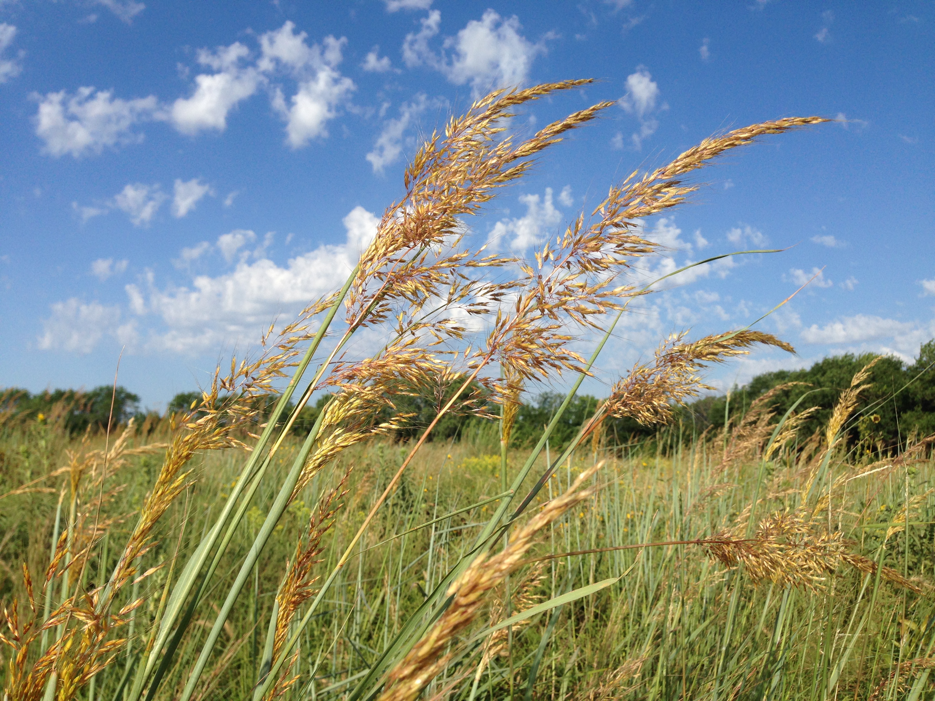 Prairie Grasses Illinois