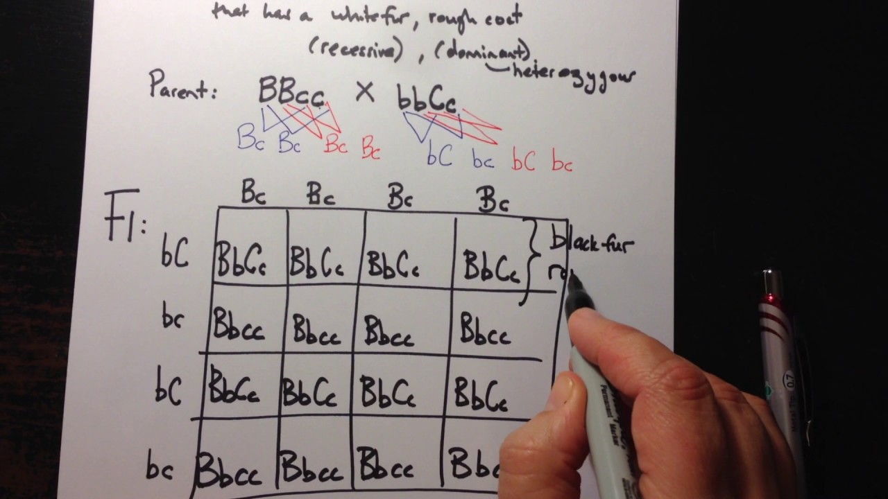 Punnett Square Of A Dihybrid Cross