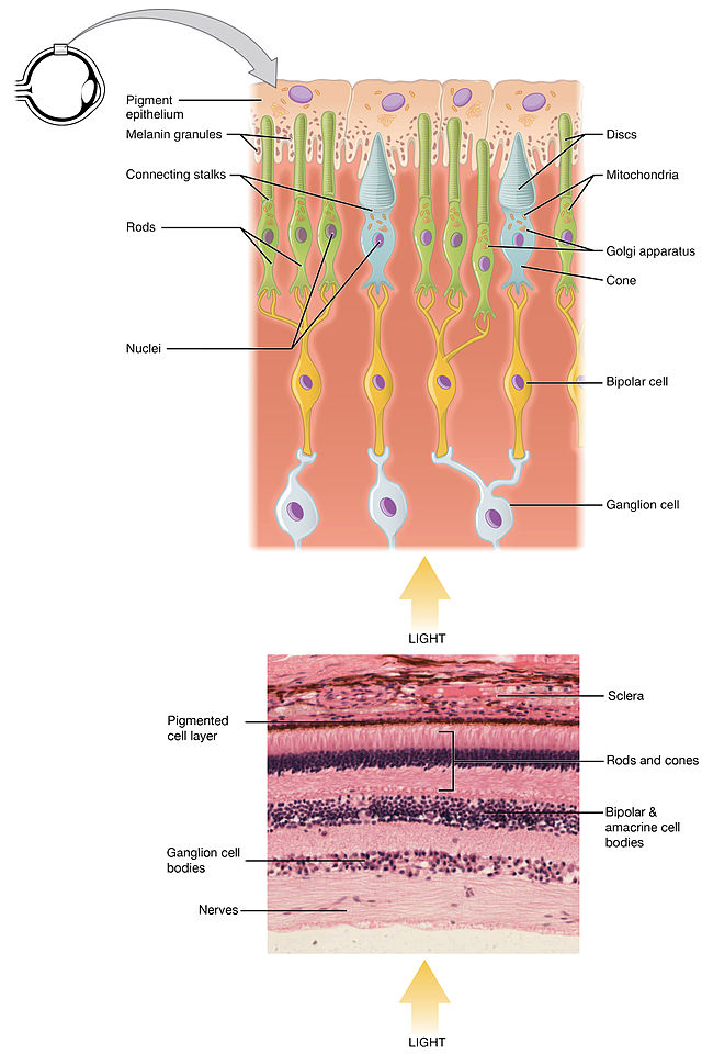 Rods Vs Cones: See Better At Night