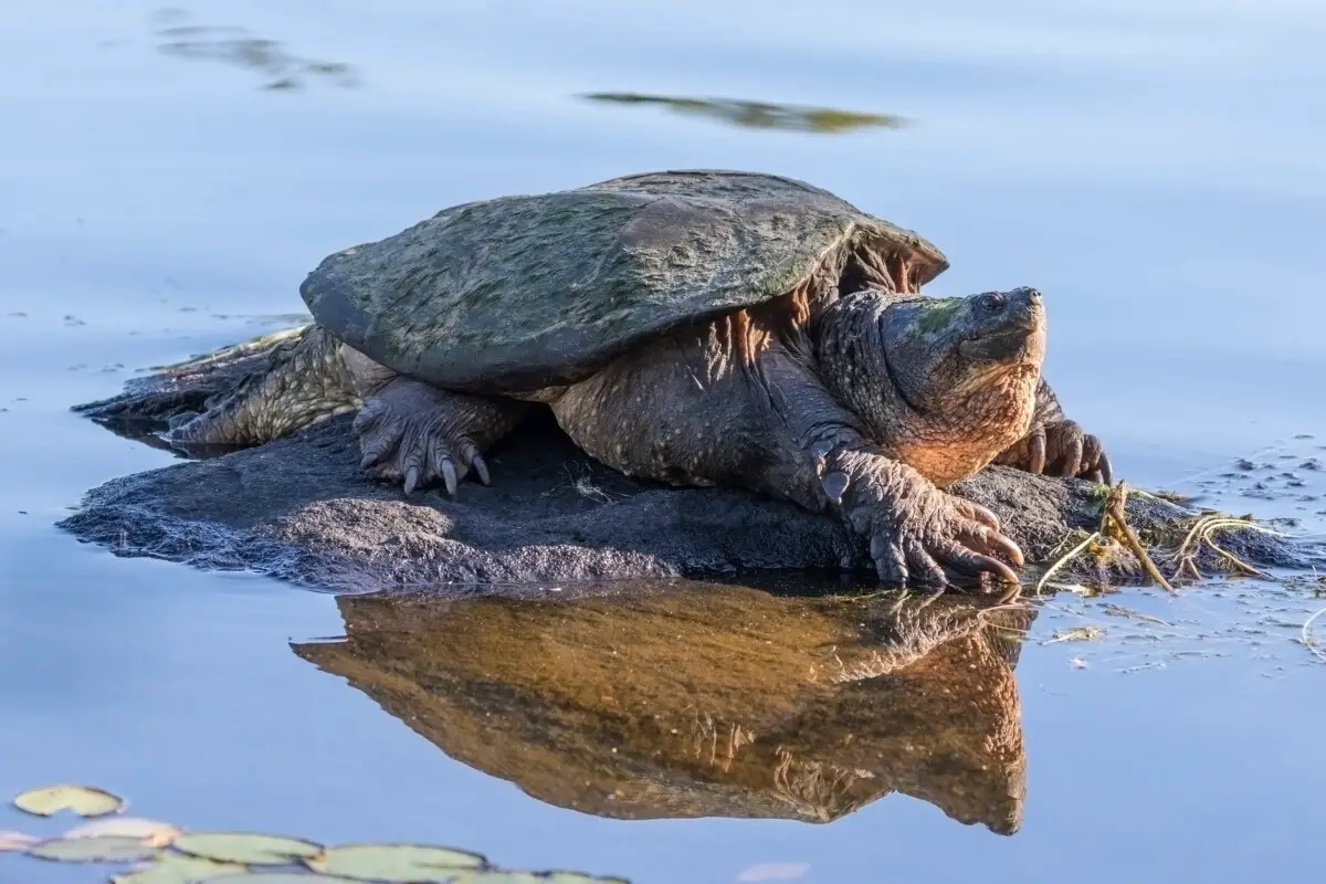 Snapping Turtle Bite Prevention