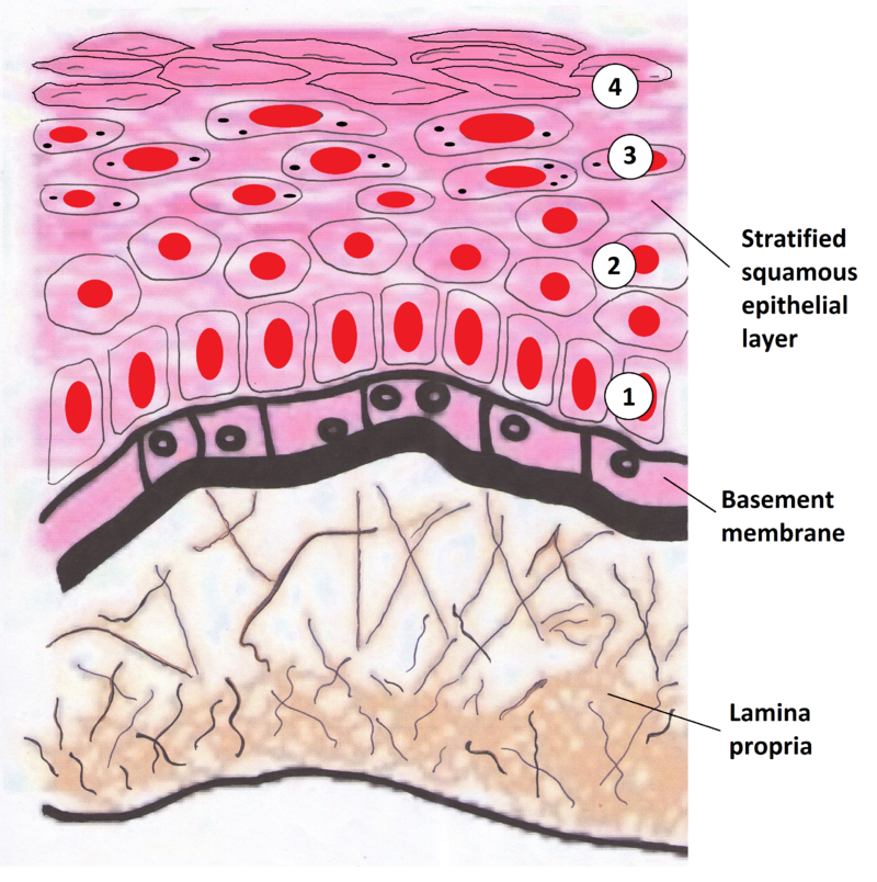 Stratified Squamous Epithelium