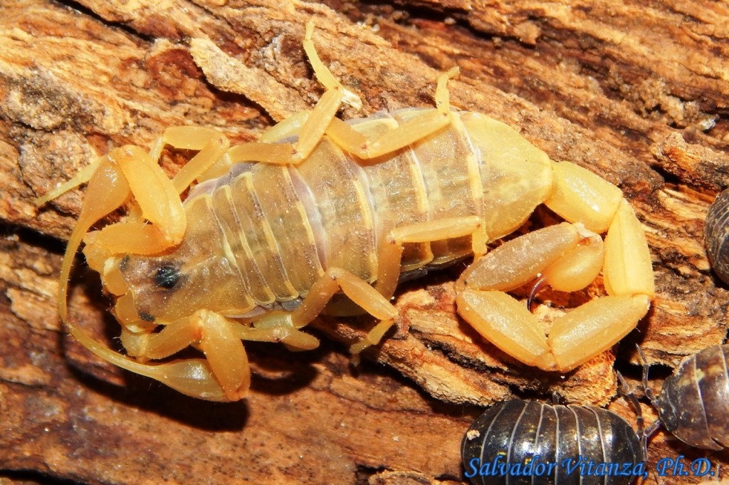 Striped Bark Scorpion Centruroides Vittatus A Photo On Flickriver