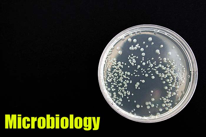 Top 15 Online Microbiology Courses For Us Students Biology Explorer