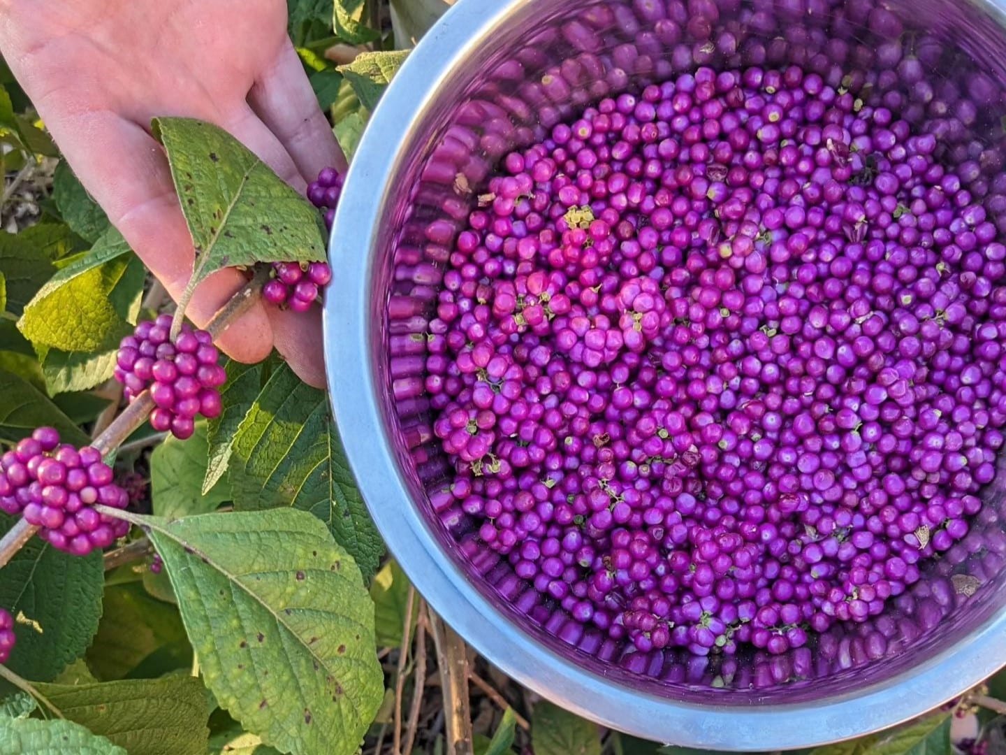 Top 5 Beautyberry Benefits You Need To Know