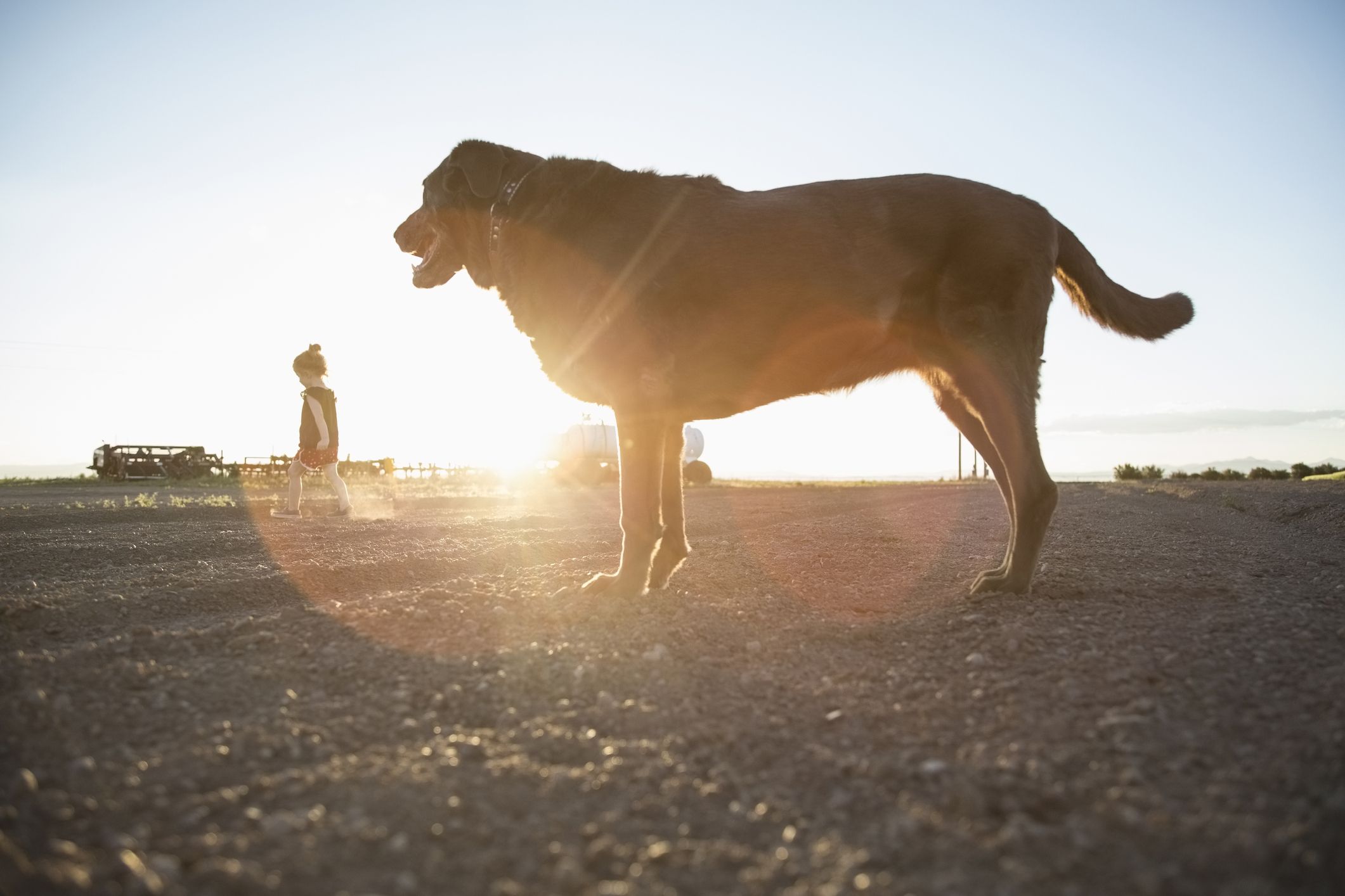 Valley Fever In Dogs Whole Dog Journal