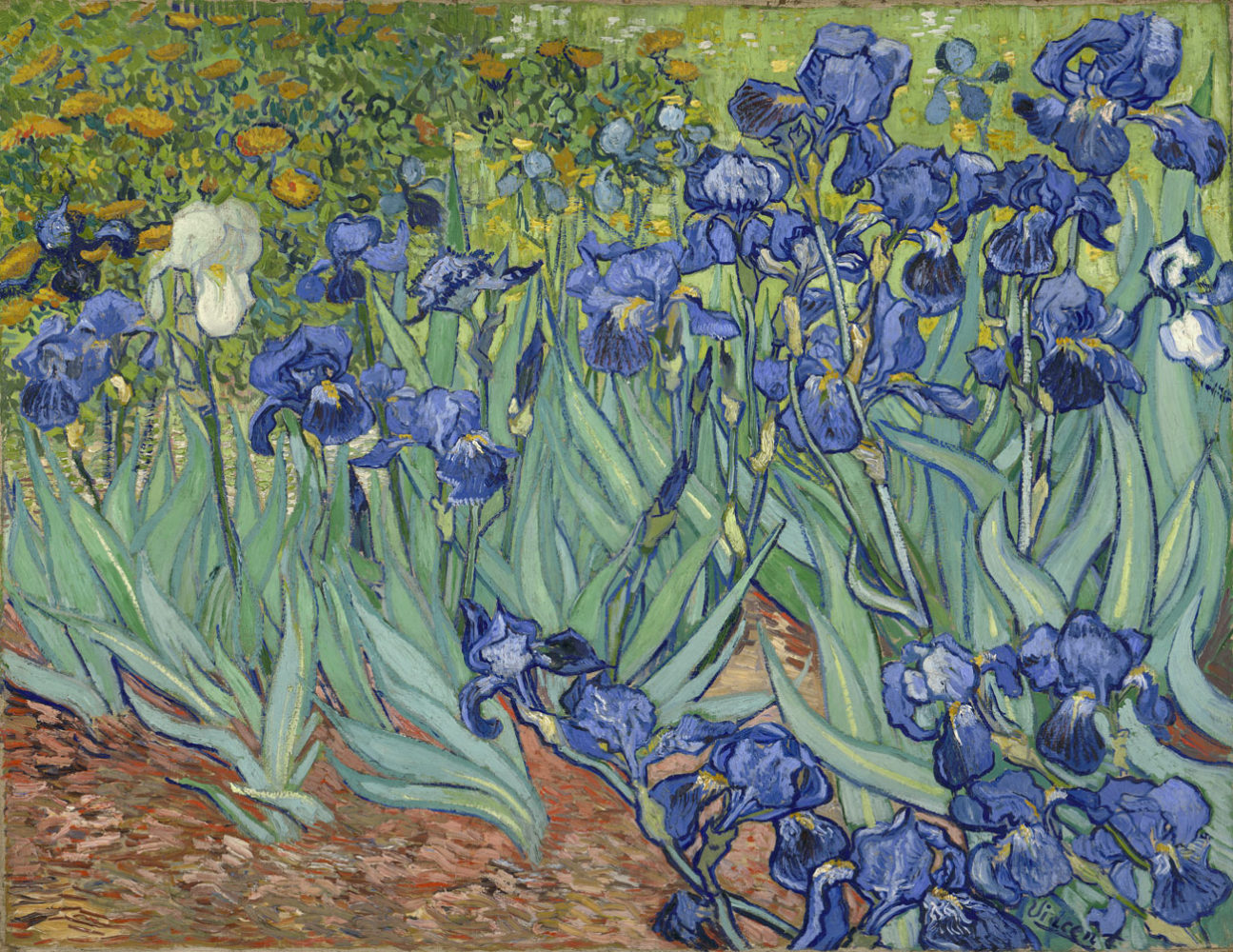 Van Gogh Irises