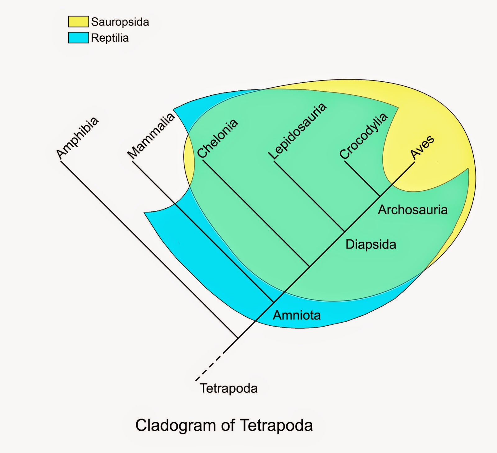 We Are Fishes A Chordate Blog Reptilia Sauropsida Diapsida Sauria