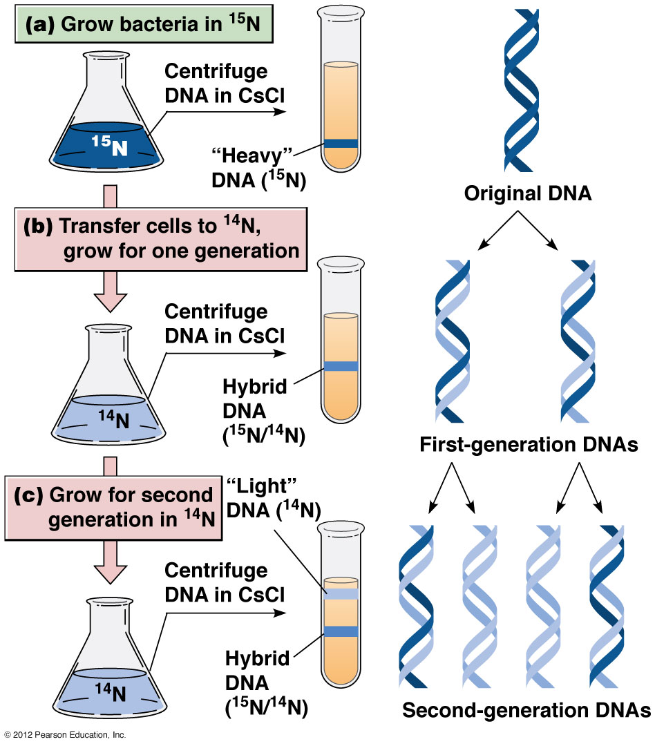 What Is Semi Conservative Replication? Expert Guide