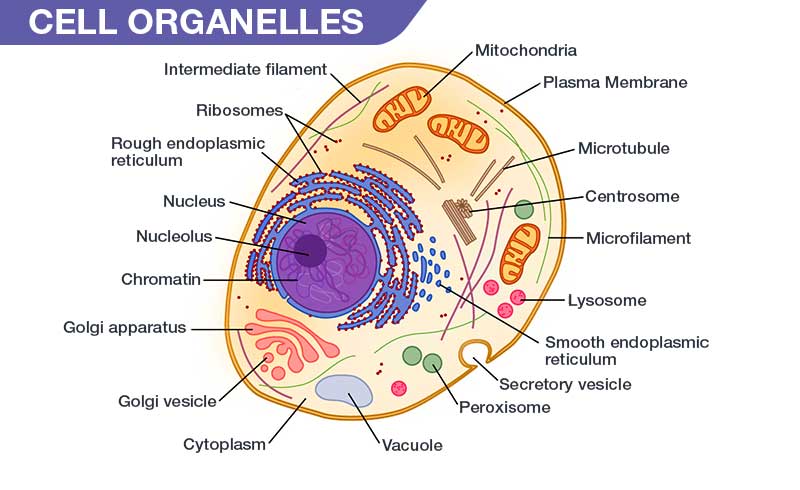 Which Organelles Store Food